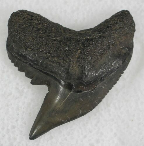 Fossil Tiger Shark Tooth - South Carolina #25293